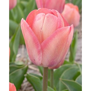 Compra TULIPÁN APRICOT PRIDE (100 Unid.) en la tienda online Fito Agrícola