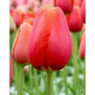 Compra TULIPÁN AVIGNON (100 Unid.) en la tienda online Fito Agrícola