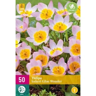 Compra TULIPÁN BAKERI LILAC WONDER XXL en la tienda online Fito Agrícola