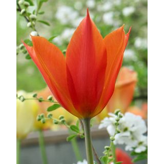 Compra TULIPÁN BALLERINA (100 Unid.) en la tienda online Fito Agrícola