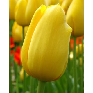 Compra TULIPÁN BIG SMILE (100 Unid.) en la tienda online Fito Agrícola