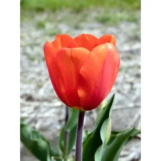 Compra TULIPÁN CADANS (100 Unid.) en la tienda online Fito Agrícola