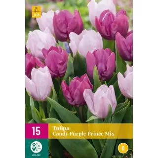 Compra TULIPÁN CANDY PURPLE PRINCE MIX XXL en la tienda online Fito Agrícola