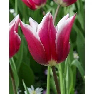 Compra TULIPÁN CLAUDIA (100 Unid.) en la tienda online Fito Agrícola