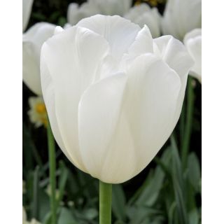 Compra TULIPÁN CLEARWATER (100 Unid.) en la tienda online Fito Agrícola