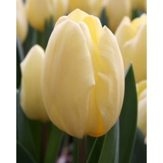 Compra TULIPÁN CREMÈ FRAÎCHE (100 Unid.) en la tienda online Fito Agrícola