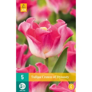 Compra TULIPÁN CROWN OF DYNASTY en la tienda online Fito Agrícola