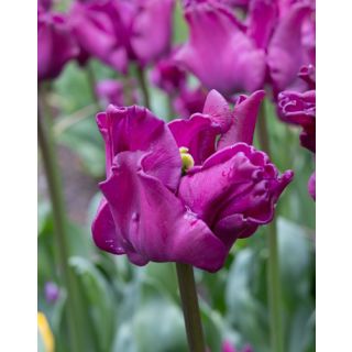 Compra TULIPÁN CROWN OF NEGRITA (100 Unid.) en la tienda online Fito Agrícola