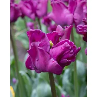 Compra TULIPÁN CROWN OF NEGRITA (100 Unid.) en la tienda online Fito Agrícola