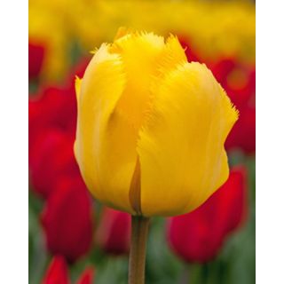 Compra TULIPÁN CRYSTAL STAR (100 Unid.) en la tienda online Fito Agrícola