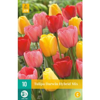 Compra TULIPÁN DARWIN HÍBRIDO MIX en la tienda online Fito Agrícola