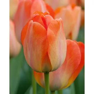 Compra TULIPÁN DAYDREAM (100 Unid.) en la tienda online Fito Agrícola