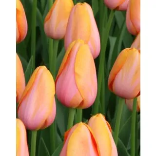 Compra TULIPÁN DORDOGNE (100 Unid.) en la tienda online Fito Agrícola