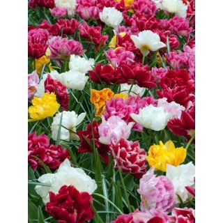 Compra TULIPÁN DOBLE EARLY MIX (100 Unid.) en la tienda online Fito Agrícola