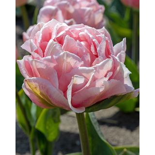 Compra TULIPÁN DREAMER (100 Unid.) en la tienda online Fito Agrícola