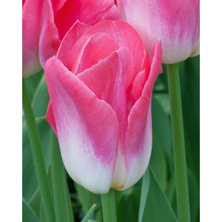 Compra TULIPÁN DYNASTY (100 Unid.) en la tienda online Fito Agrícola