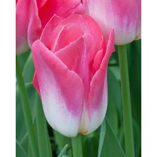 Compra TULIPÁN DYNASTY (100 Unid.) en la tienda online Fito Agrícola