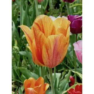 Compra TULIPÁN EL NINO (100 Unid.) en la tienda online Fito Agrícola