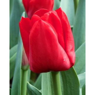 Compra TULIPÁN ESCAPE (100 Unid.) en la tienda online Fito Agrícola