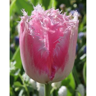 Compra TULIPÁN FANCY FRILLS (100 Unid.) en la tienda online Fito Agrícola