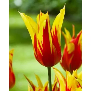Compra TULIPÁN FIRE WINGS (100 Unid.) en la tienda online Fito Agrícola