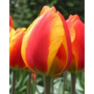 Compra TULIPÁN FLAIR (100 Unid.) en la tienda online Fito Agrícola