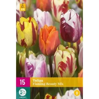 Compra TULIPÁN FLAMING BEAUTY MIX XXL en la tienda online Fito Agrícola
