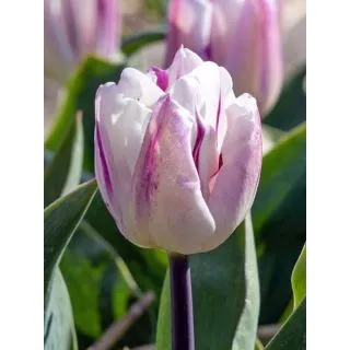 Compra TULIPÁN FLAMING FLAG (100 Unid.) en la tienda online Fito Agrícola