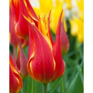 Compra TULIPÁN FLY AWAY (100 Unid.) en la tienda online Fito Agrícola