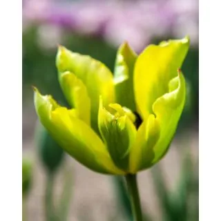 Compra TULIPÁN FORMOSA (100 Unid.) en la tienda online Fito Agrícola