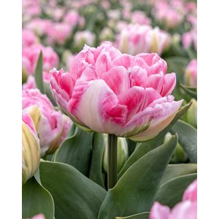 Compra TULIPÁN FOXTROT (100 Unid.) en la tienda online Fito Agrícola