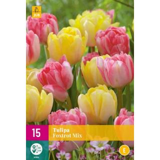 Compra TULIPÁN FOXTROT MIX XXL en la tienda online Fito Agrícola