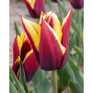 Compra TULIPÁN GAVOTA (100 Unid.) en la tienda online Fito Agrícola