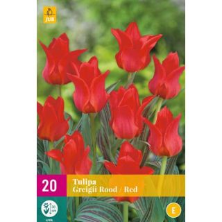 Compra TULIPÁN GREIGII RED XXL en la tienda online Fito Agrícola