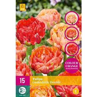 Compra TULIPÁN GUDOSHNIK DOUBLE XXL en la tienda online Fito Agrícola