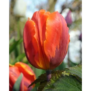 Compra TULIPÁN HERMITAGE (100 Unid.) en la tienda online Fito Agrícola