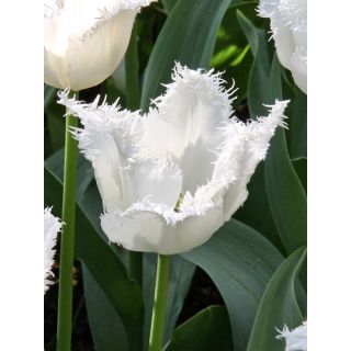 Compra TULIPÁN HONEYMOON (100 Unid.) en la tienda online Fito Agrícola