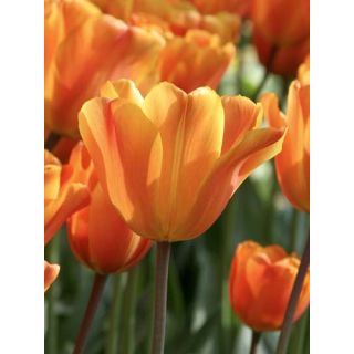 Compra TULIPÁN JIMMY (100 Unid.) en la tienda online Fito Agrícola