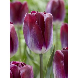 Compra TULIPÁN KANSAS PROUD (100 Unid.) en la tienda online Fito Agrícola