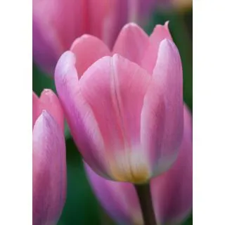 Compra TULIPÁN LIGHT AND DREAMY (100 Unid.) en la tienda online Fito Agrícola