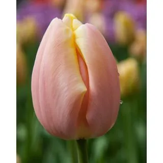 Compra TULIPÁN MANGO CHARM (100 Unid.) en la tienda online Fito Agrícola