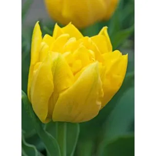 Compra TULIPÁN MARIE JO (100 Unid.) en la tienda online Fito Agrícola