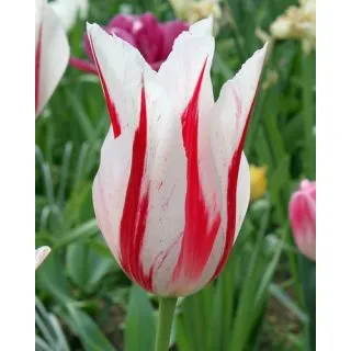 Compra TULIPÁN MARILYN (100 Unid.) en la tienda online Fito Agrícola