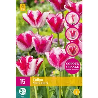 Compra TULIPÁN MATA HARI XXL en la tienda online Fito Agrícola
