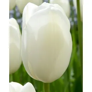 Compra TULIPÁN MAUREEN (100 Unid.) en la tienda online Fito Agrícola