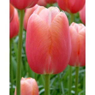 Compra TULIPÁN MENTON (100 Unid.) en la tienda online Fito Agrícola