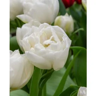 Compra TULIPÁN MONDIAL (100 Unid.) en la tienda online Fito Agrícola