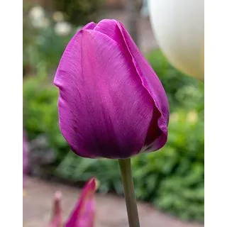 Compra TULIPÁN NEGRITA (100 Unid.) en la tienda online Fito Agrícola