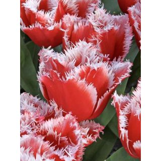 Compra TULIPÁN NEW SANTA (100 Unid.) en la tienda online Fito Agrícola