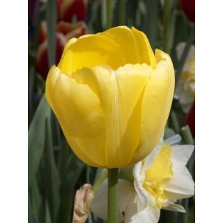 Compra TULIPÁN NOVI SUN (100 Unid.) en la tienda online Fito Agrícola